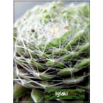 Sempervivum arachnoideum Tomentosum - Rojnik pajęczynowaty Tomentosum - rozeta drobna, wys. 10, kw 6/7 C0,5
