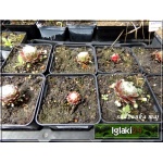 Sempervivum arachnoideum Tomentosum - Rojnik pajęczynowaty Tomentosum - rozeta drobna, wys. 10, kw 6/7 C0,5