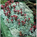 Sempervivum arachnoideum - Rojnik pajęczynowaty - czerwony, wys 20, kw 6/7 FOTO