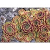 Sempervivum hybridum Hay - Rojnik ogrodowy Hay - bardzo duże, jasnobrązowe z czerwonym rozety, wys. 30, kw. 6/7 FOTO 