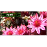 Sempervivum hybridum mix - Rojnik ogrodowy mix - wys. 15, kw 7/8 FOTO