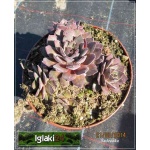 Sempervivum hybridum mix - Rojnik ogrodowy mix - wys. 15, kw 7/8 FOTO