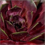Sempervivum hybridum Othello - Rojnik ogrodowy Othello - różowy, wys. 15, kw 7/8 FOTO 