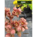 Sempervivum hybridum Othello - Rojnik ogrodowy Othello - różowy, wys. 15, kw 7/8 FOTO 