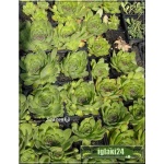Sempervivum tectorum - Rojnik murowy - różowy, wys 10/20, kw 7/9 C0,5 