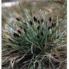 Sesleria heufleriana - Sesleria Heufflera - szare liście, wys. 20/40, kw 4/5 FOTO