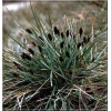 Sesleria heufleriana - Sesleria Heufflera - szare liście, wys. 20/40, kw 4/5 C2 xxxy
