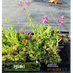 Silene orientalis - Lepnica wschodnia - karminowo-różowe, wys. 40, kw. 6/9 FOTO 