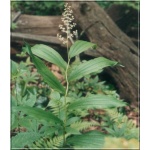 Smilacina racemosa - Majówka groniasta - biała, wys 80-90, kw 5 FOTO 
