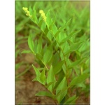 Smilacina racemosa - Majówka groniasta - biała, wys 80-90, kw 5 FOTO 