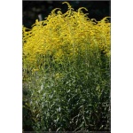 Solidago canadensis - Nawłoć kanadyjska - żółty, wys. 150, kw. 7/9 FOTO