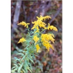 Solidago canadensis - Nawłoć kanadyjska - żółty, wys. 150, kw. 7/9 FOTO