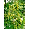 Sophora japonica - Perełkowiec japoński C3 20-40cm