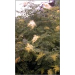 Sorbaria sorbifolia - Tawlina jarzębolistna FOTO
