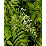 Sorbaria sorbifolia - Tawlina jarzębolistna FOTO