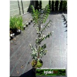 Sorbus aucuparia Fastigiata - Jarząb Pospolity Fastigiata C3 40-60cm