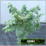 Sorbus aucuparia Fastigiata - Jarząb Pospolity Fastigiata C7,5 _125-150cm