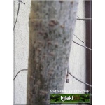 Sorbus aucuparia Pendula - Jarząb pospolity Pendula FOTO