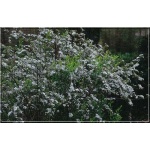 Spiraea arguta - Tawuła wczesna - białe FOTO