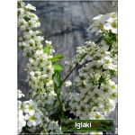 Spiraea arguta - Tawuła wczesna - białe FOTO