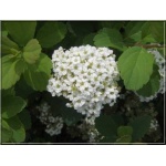 Spiraea betulifolia - Tawuła brzozolistna - białe FOTO 