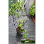Spiraea betulifolia - Tawuła brzozolistna - białe FOTO 