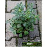 Spiraea betulifolia Tor - Tawuła brzozolistna Tor - białe FOTO