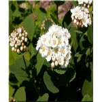 Spiraea betulifolia Tor - Tawuła brzozolistna Tor - białe FOTO