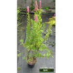 Spiraea billardii - Tawuła Billarda - purpuroworóżowe C2 30-40cm
