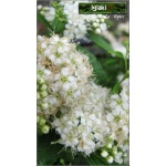 Spiraea japonica Albiflora - Tawuła japońska Albiflora - białe C2 20-40cm