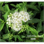 Spiraea japonica Albiflora - Tawuła japońska Albiflora - białe C2 20-40cm