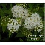 Spiraea japonica Albiflora - Tawuła japońska Albiflora - białe FOTO