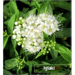 Spiraea japonica Albiflora - Tawuła japońska Albiflora - białe FOTO
