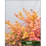 Spiraea japonica Firelight - Tawuła japońska Firelight - różowe FOTO