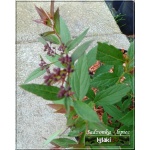 Spiraea japonica Genpei - Tawuła japońska Genpei - Spiraea japonica Shirobana - Tawuła japońska Shirobana - różowe, białe FOTO