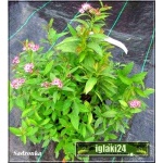 Spiraea japonica Genpei - Tawuła japońska Genpei - Spiraea japonica Shirobana - Tawuła japońska Shirobana - różowe, białe FOTO