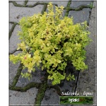 Spiraea japonica Golden Carpet - Tawuła japońska Golden Carpet - różowe C2 15-20cm