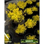 Spiraea japonica Golden Carpet - Tawuła japońska Golden Carpet - różowe C2 15-20cm