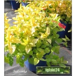 Spiraea japonica Golden Princess - Tawuła japońska Golden Princess - różowe C5 10-20x20-60cm