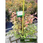 Spiraea japonica Goldflame - Tawuła japońska Goldfame - ciemnoróżowe C1,5 20-40cm 