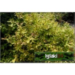 Spiraea japonica Goldflame - Tawuła japońska Goldfame - ciemnoróżowe C1,5 20-40cm 