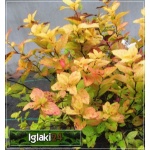 Spiraea japonica Goldmound - Tawuła japońska Goldmound - różowe C2 20-40cm
