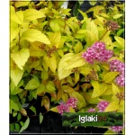 Spiraea japonica Goldmound - Tawuła japońska Goldmound - różowe C2 20-40cm