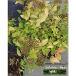 Spiraea japonica Goldmound - Tawuła japońska Goldmound - różowe C5 40-60cm