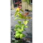 Spiraea japonica Macrophylla - Tawuła japońska Macrophylla - różowe C1,5 30-60cm P