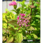 Spiraea japonica Manon - Tawuła japońska Manon - różowe FOTO