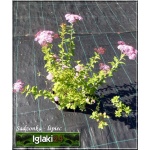 Spiraea japonica Sparkling Carpet - Tawuła japońska Sparkling Carpet - różowe FOTO