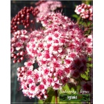 Spiraea japonica Sparkling Carpet - Tawuła japońska Sparkling Carpet - różowe FOTO