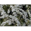 Spiraea nipponica White Carpet - Tawuła nippońska White Carpet - białe FOTO