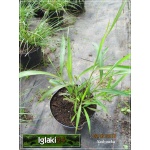 Spodiopogon sibiricus - Andropogon sibiricus - Szarobródek syberyjski - szarozielone, wys. 150, kw. 7/8 FOTO